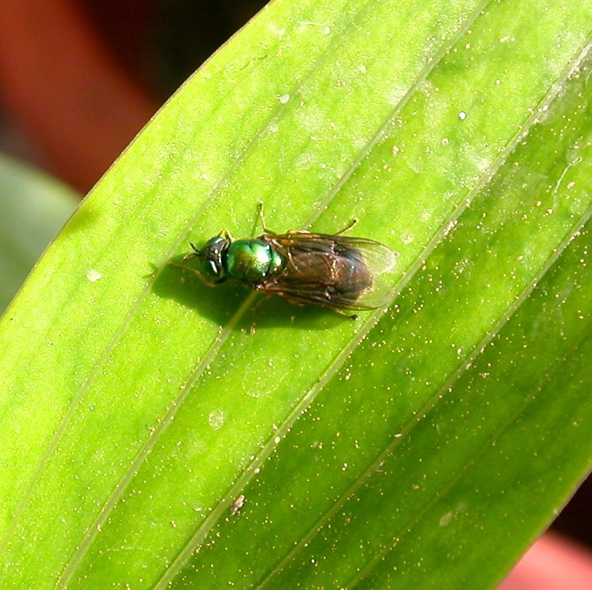 Chloromya formosa?